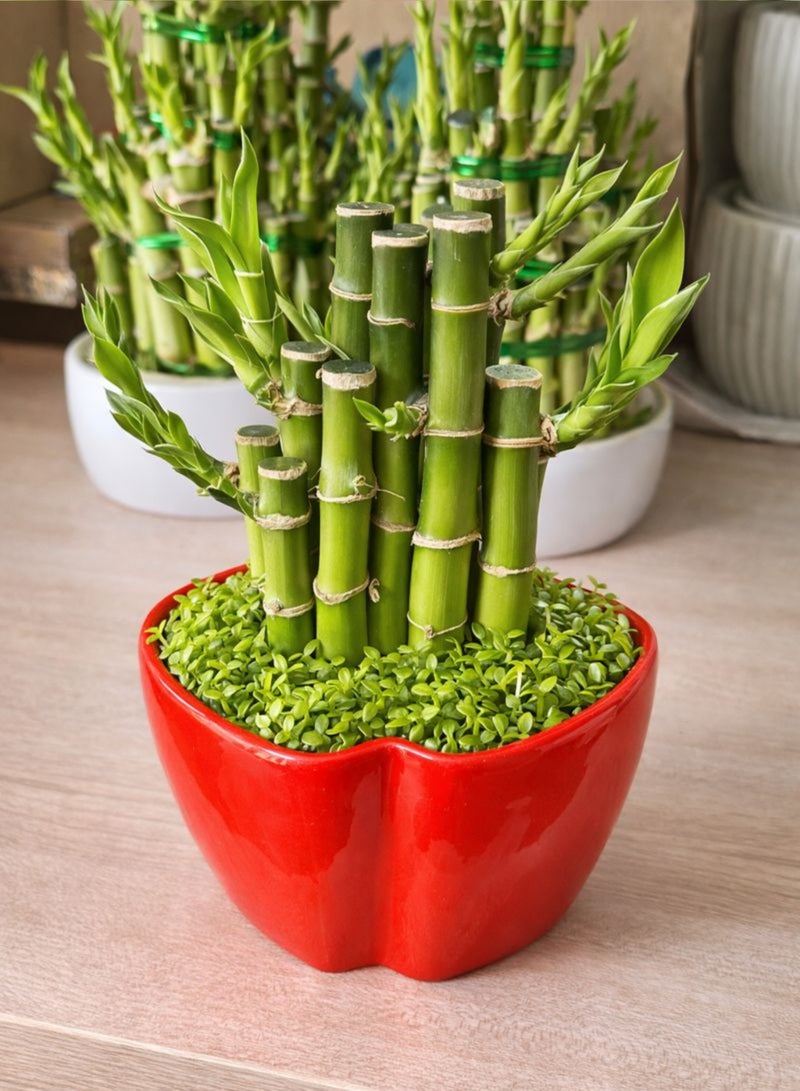 نبتة الخيزران المحظوظة الداخلية الطازجة (ارتفاع 12-20 سم) | خيزران محظوظ حيّ وفقًا لمبادئ فنغ شوي | خيزران زخرفي للطاولات | نبتة ديكور منزلية ومكتبية سهلة العناية - Image 3